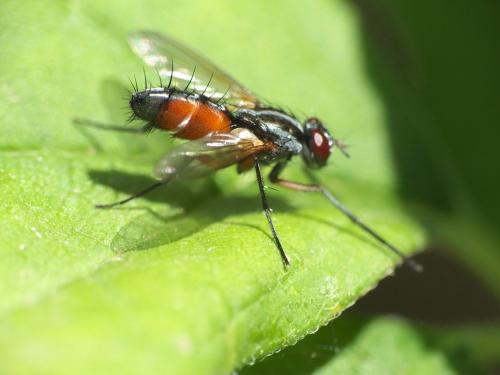 Réf. 263 593 : Mintho rufiventris